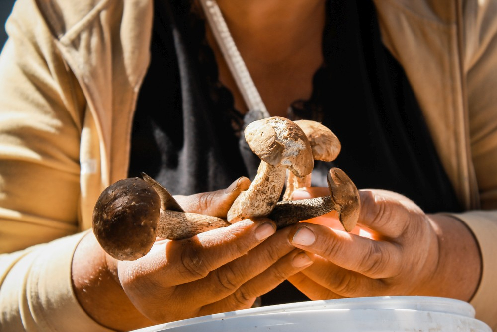 10 человек отравились грибами в Нижегородской области с начала года