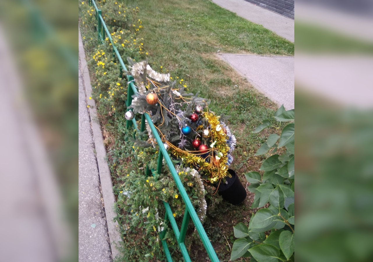 «Еще один сдался»: нижегородцы заметили выброшенную при полном параде новогоднюю елку