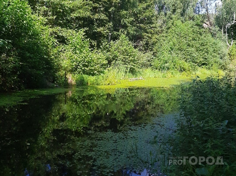 Из пруда деревни Королево местные жители выловили труп мужчины