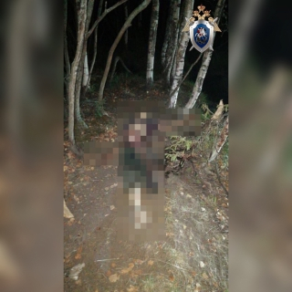 Следователи считают коров виновными в гибели пастуха в Воскресенском районе