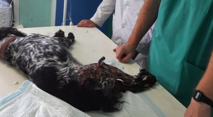 Нижегородец, сбросивший собаку с пятого этажа для воспитания, задержан