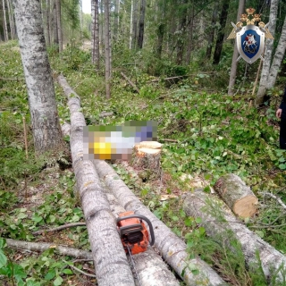 Вальщик леса погиб от падения дерева на грудь в Нижегородской области
