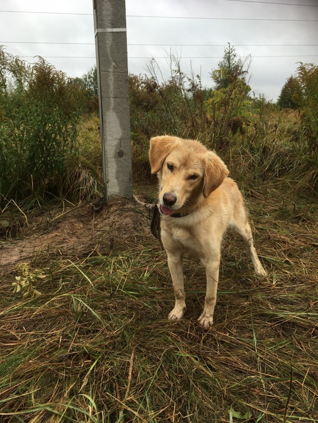 Пса привязали к столбу в поле и бросили в Нижегородской области