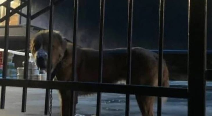 Нижегородский аквапарк "Океанис" опроверг жестокое обращение со сторожевой собакой