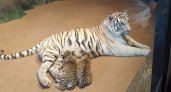 Двое тигрят родились в зоопарке «Лимпопо» в Нижнем Новгороде