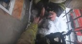 Спасатели вернули к жизни кота, потерявшего сознание на пожаре