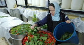 Монахини Дивеевского монастыря показали процесс засолки помидоров в 500-литровых бочках