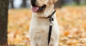 Как не простыть собаке осенью: советы от нижегородского ветеринара