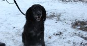 Нижегородские кинологи ищут новый дом собакам, вышедшим на пенсию