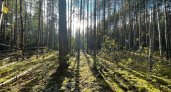 Воровать лес нижегородцам больше не получится: охранникам леса стали поступать первые смс 