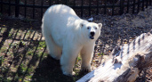 В Нижегородский зоопарк заселится новый жилец