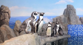 Редкие перуанские пингвины поселились в нижегородском зоопарке, их ждали два года