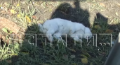9000 кроликов пострадали в результате ДТП в Нижегородской области