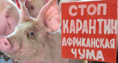 Чрезвычайная ситуация из-за чумы свиней введена в Нижегородской области