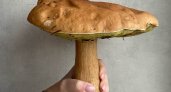 Нижегородцы делятся фотографиями огромных грибов, найденных в лесах области