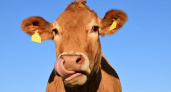 Бешеную корову обнаружили в Нижегородской области 