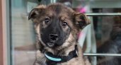 Более 500 собак и кошек забрали из приютов в Нижегородской области с начала года