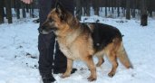 Полицейским собакам в Нижнем Новгороде нашли новых хозяев за несколько часов 