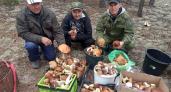 Небывалый урожай белых грибов собрали в лесах жители Нижегородской области