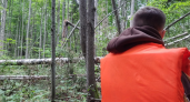 Пенсионера и его собаку ищут вторые сутки в лесу в Нижегородской области