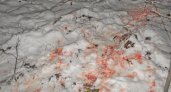 Житель Нижегородской области убил двух косуль и скормил их своим собакам