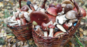 Стали известны районы с наибольшим количеством грибов в лесах: топ - 5