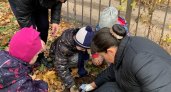 Дети школ и садов Нижнего начали масштабную высадку кедров, чтобы сохранить природу