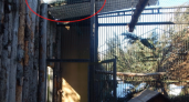 Нижегородец похитил беркута из зоопарка и унес его домой 