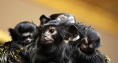 В Нижегородском зоопарке произошла вспышка рождаемости подомства