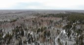 Незаконно срубленный лес в Нижегородской области удалось найти с помощью квадрокоптера 