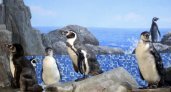 В зоопарк «Лимпопо» приехали еще четыре пингвина Гумбольдта