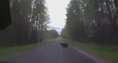 Медведи все чаще стали выходить на дорогу в Нижегородской области