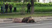 В Нижнем Новгороде насмерть сбили лося, животное умирало полчаса