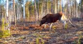Бурные танцы лося в Керженском заповеднике попали на видео