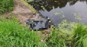 Пятилетнего мальчика искали всю ночь и нашли утонувшим на Бору