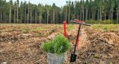 Глеб Никитин: «В Нижегородской области планируется восстановить 14,2 тысячи гектаров леса»
