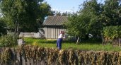 Мрет урожай и болеют дети: в деревне под Нижним Новгородом три недели нет воды