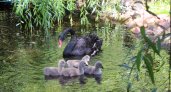 В нижегородском зоопарке вылупились четыре птенца черного лебедя