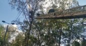 Параплан застрял на дереве в Нижнем Новгороде 