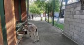 Некоторых жителей Нижнего Новгорода пустят в зоопарк бесплатно 