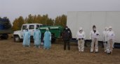 Эксперты назвали причины появления больных чумой кабанов в Нижегородской области
