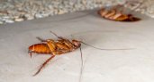 Будущее: дрессированные тараканы и лазерная пушка, которая сможет уничтожать насекомых