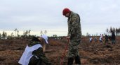 В Нижегородской области хотят возродить сгоревший в огне лес