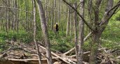 Муж и жена уехали за грибами в нижегородский лес с неработающим навигатором и заблудились