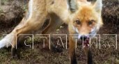 В хозяйство жителя Нижегородской области прибежала бешеная лиса и напала на собаку