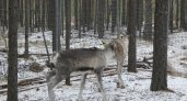 Северных оленей из нижегородского заповедника выпустят на волю увеличивать популяцию