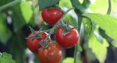 Производство тепличных овощей в Нижегородской области увеличилось в два раза