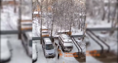 Жители Дзержинска боятся выходить на улицу из-за бродячих собак