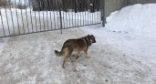В Нижегородской области зафиксировали вспышку бешенства у домашних собак