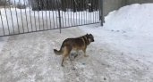 Собака жителя Нижегородской области стала переносчиком опасного заболевания